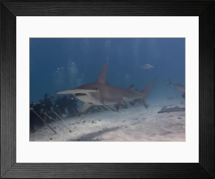 Framed Print : Great hammerhead shark and divers in blue tropical waters Framed Print : Great hammerhead shark and divers in blue tropical waters