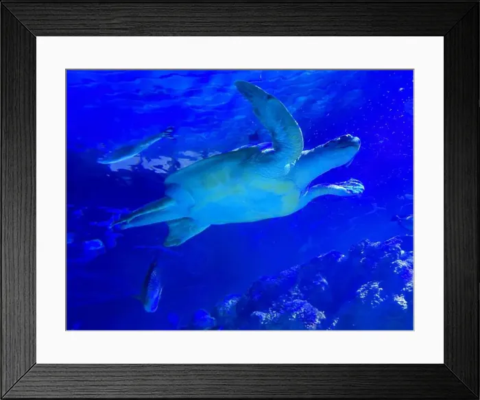 Framed Print : Beautiful turtle swimming in sea, low angle view. Underwater world Framed Print : Beautiful turtle swimming in sea, low angle view. Underwater world