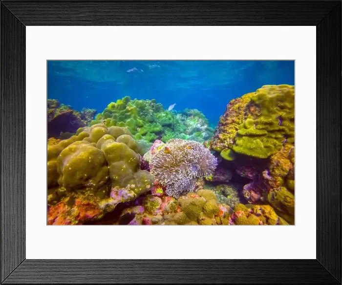Framed Print : Clown fish Amphiprion ocellaris swim black fish in polyps poisonous dangerous anemones in symbiotic neighborhood Framed Print : Clown fish Amphiprion ocellaris swim black fish in polyps poisonous dangerous anemones in symbiotic neighborhood