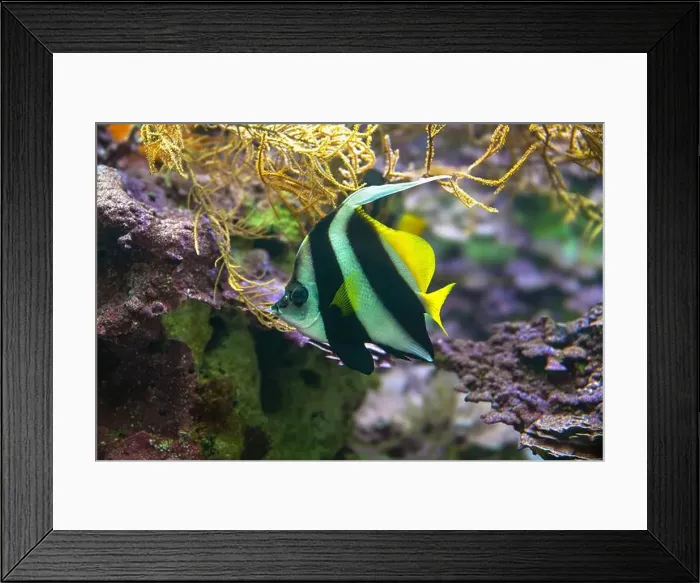 Framed Print : Heniochus or Longfin Bannerfish or Wimplefish (Heniochus acuminatus) Framed Print : Heniochus or Longfin Bannerfish or Wimplefish (Heniochus acuminatus)