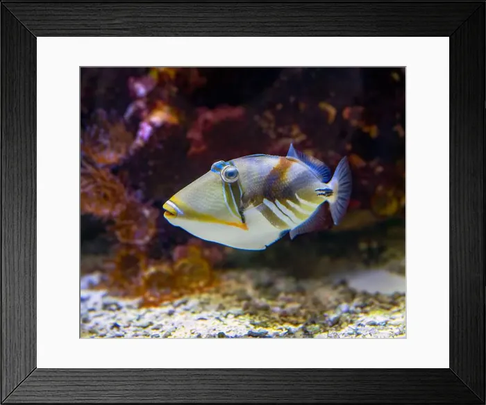 Framed Print : Picasso Triggerfish (Rhinecanthus assasi) Red Sea Framed Print : Picasso Triggerfish (Rhinecanthus assasi) Red Sea