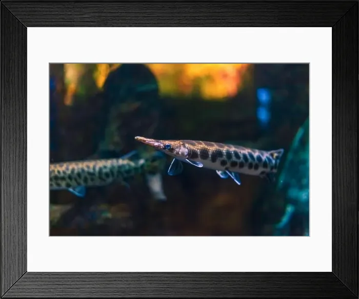 Framed Print : Tropical marine fish in natural habitat. Oceanarium, wildlife, colorful underwater world, aquarium Framed Print : Tropical marine fish in natural habitat. Oceanarium, wildlife, colorful underwater world, aquarium