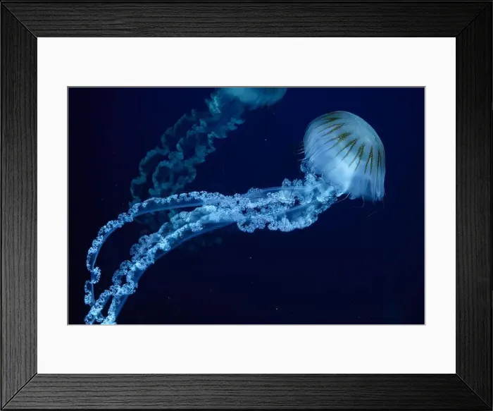 Framed Print : Jellifish South american sea nettle Framed Print : Jellifish South american sea nettle