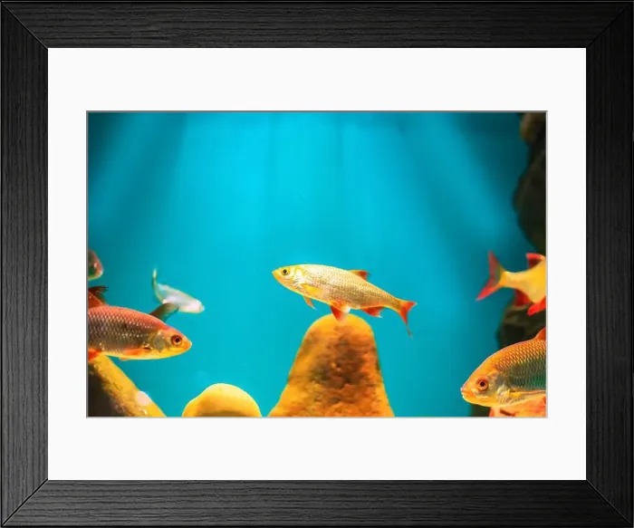 Framed Print : River fish in their natural habitat. Oceanarium, wildlife, colorful underwater world, aquarium Framed Print : River fish in their natural habitat. Oceanarium, wildlife, colorful underwater world, aquarium