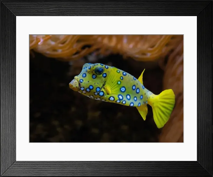 Framed Print : Yellow boxfish (Ostracion cubicum) is a species of boxfish found in reefs throughout the Pacific Ocean and Indian Ocean Framed Print : Yellow boxfish (Ostracion cubicum) is a species of boxfish found in reefs throughout the Pacific Ocean and Indian Ocean