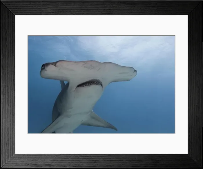 Framed Print : Great hammerhead shark in blue tropical waters Framed Print : Great hammerhead shark in blue tropical waters