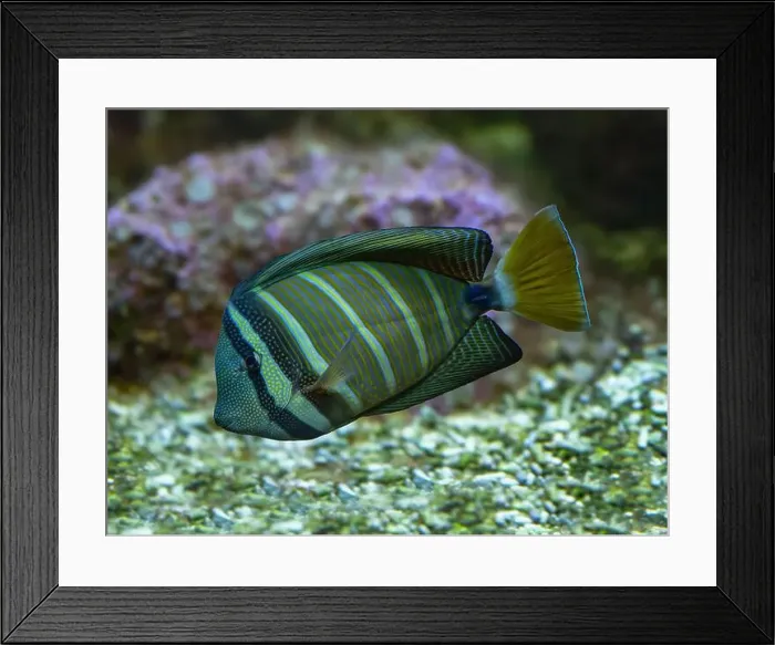 Framed Print : Desjardin´s Sailfin Tang Zebrasoma desjardinii, swimming Framed Print : Desjardin´s Sailfin Tang Zebrasoma desjardinii, swimming