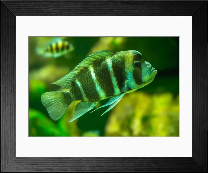 Framed Print : Cyphotilapia frontosa, also called the front cichlid and frontosa cichlid Framed Print : Cyphotilapia frontosa, also called the front cichlid and frontosa cichlid