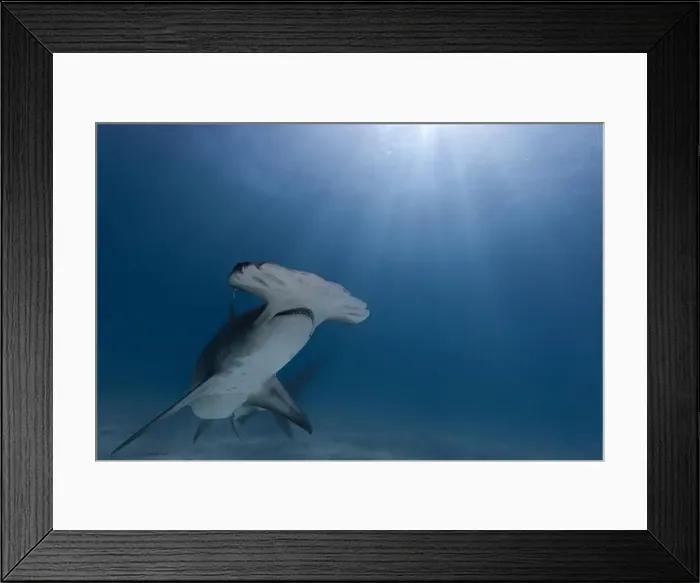 Framed Print : Great hammerhead shark in blue tropical waters Framed Print : Great hammerhead shark in blue tropical waters