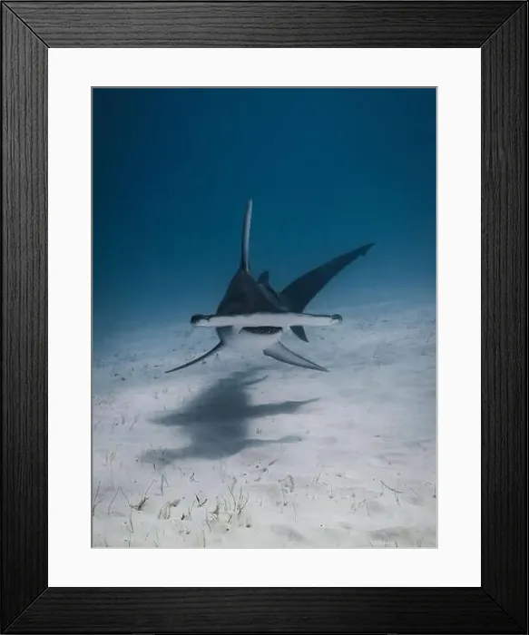 Framed Print : Great hammerhead shark in blue tropical waters Framed Print : Great hammerhead shark in blue tropical waters