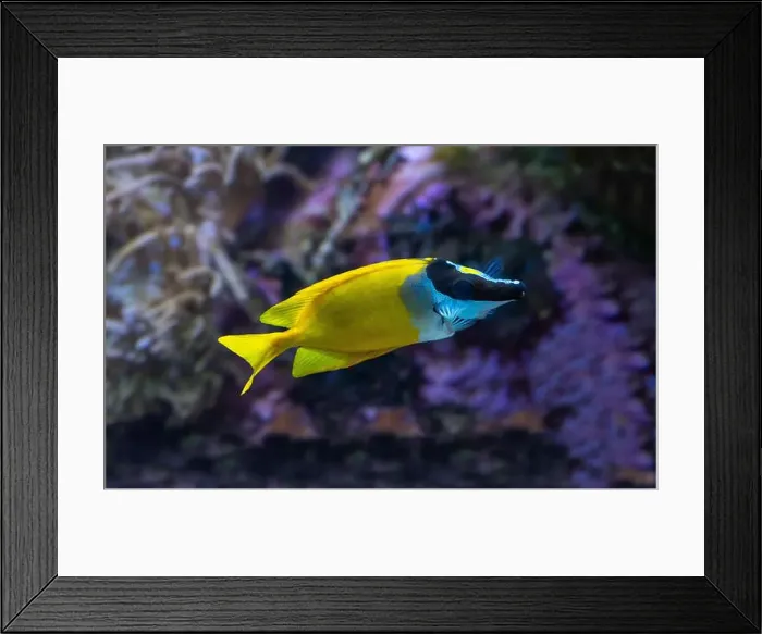 Framed Print : The foxface rabbitfish (Siganus vulpinus)a species of fish found at reefs and lagoons in the tropical Western Pacific Framed Print : The foxface rabbitfish (Siganus vulpinus)a species of fish found at reefs and lagoons in the tropical Western Pacific