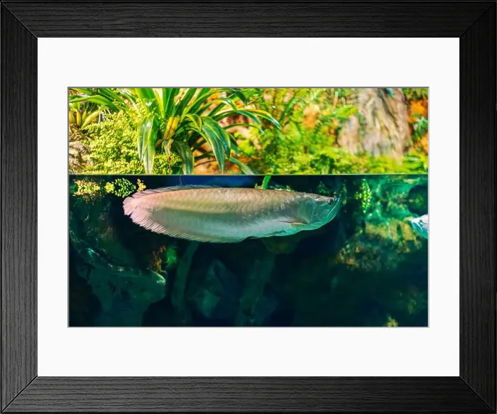 Framed Print : Tropical marine fish in natural habitat. Oceanarium, wildlife, colorful underwater world, aquarium Framed Print : Tropical marine fish in natural habitat. Oceanarium, wildlife, colorful underwater world, aquarium