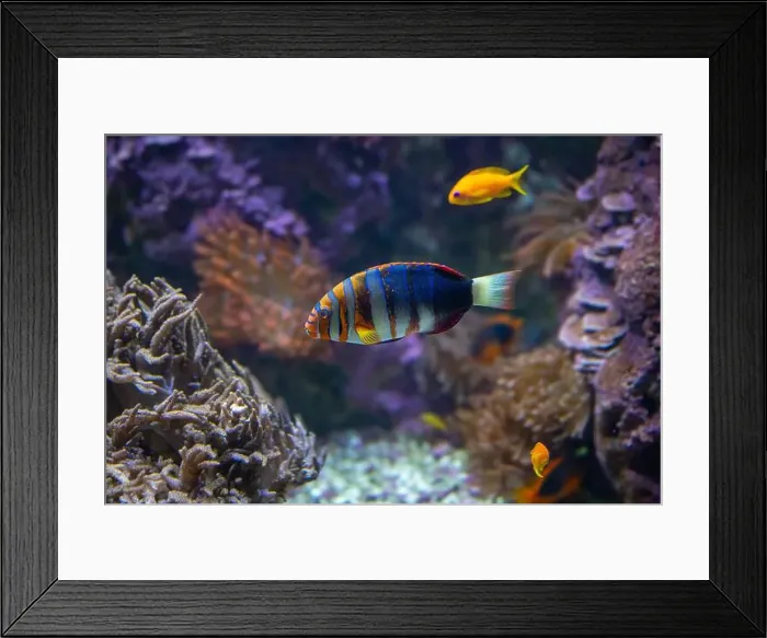 Framed Print : Harlequin tuskfish (Lienardella fasciata or Choedoron fasciatus) is a marine fish native to western Pacific Ocean Framed Print : Harlequin tuskfish (Lienardella fasciata or Choedoron fasciatus) is a marine fish native to western Pacific Ocean