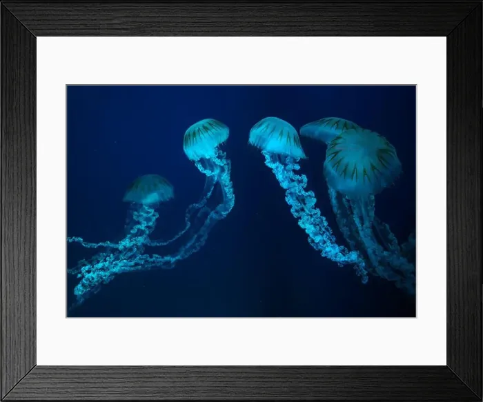 Framed Print : Group of Jellifish South american sea nettle Framed Print : Group of Jellifish South american sea nettle