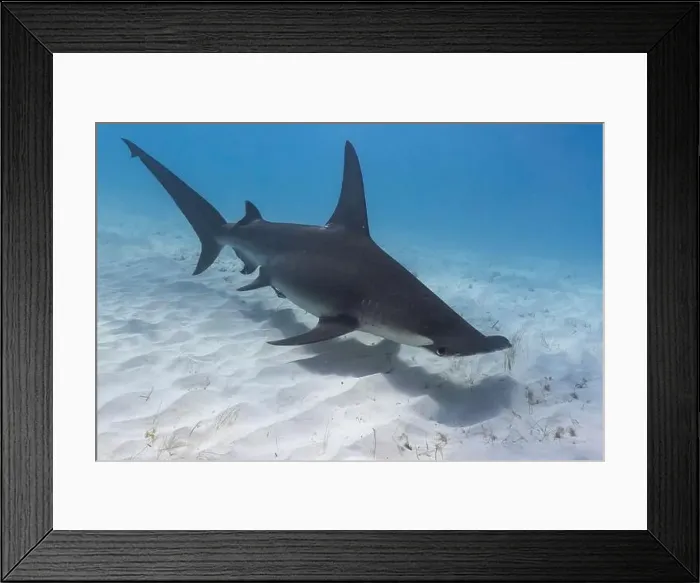 Framed Print : Great hammerhead shark in blue tropical waters Framed Print : Great hammerhead shark in blue tropical waters