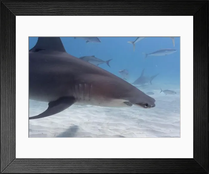 Framed Print : Great hammerhead shark in blue tropical waters Framed Print : Great hammerhead shark in blue tropical waters