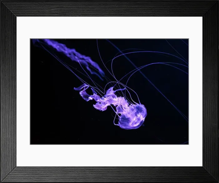 Framed Print : Black sea nettle, Chrysaora achlyos swimming in dark water of aquarium tank with purple neon light Framed Print : Black sea nettle, Chrysaora achlyos swimming in dark water of aquarium tank with purple neon light