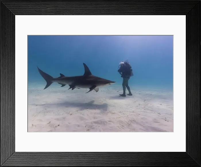 Framed Print : Great hammerhead shark and a diver in blue tropical waters Framed Print : Great hammerhead shark and a diver in blue tropical waters