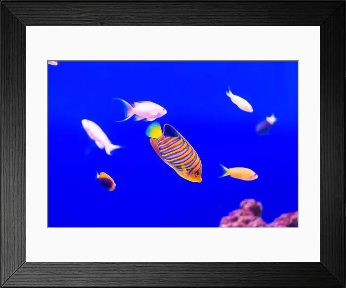 Framed Print : Tropical marine fish on a coral reef Framed Print : Tropical marine fish on a coral reef