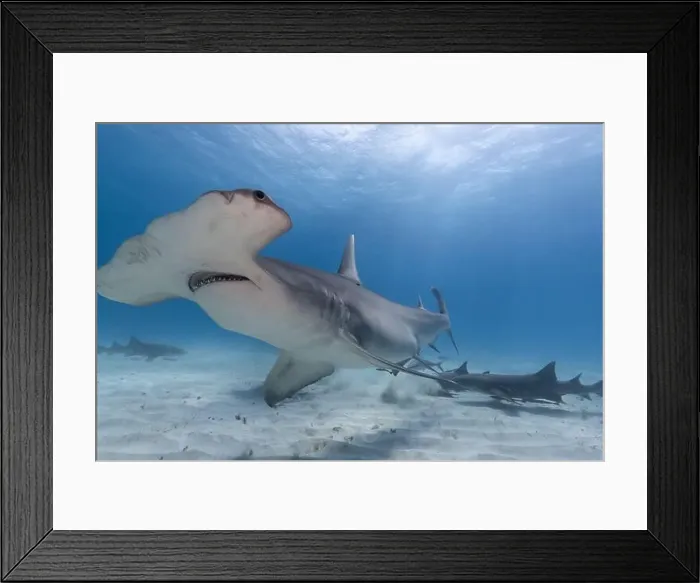 Framed Print : Great hammerhead shark in blue tropical waters Framed Print : Great hammerhead shark in blue tropical waters
