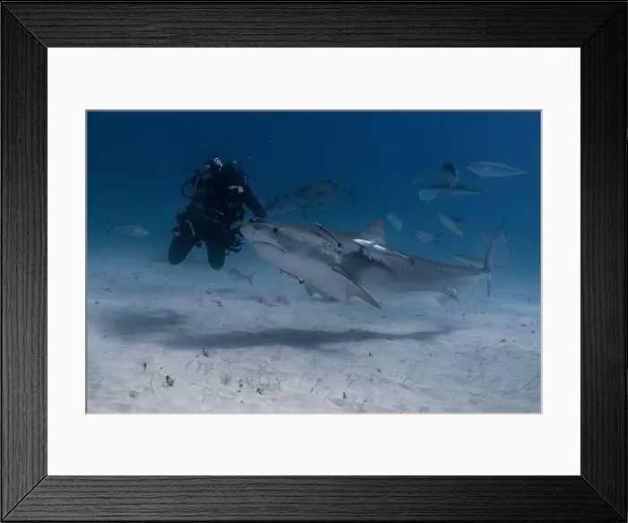 Framed Print : Tiger shark and a diver in blue tropical waters Framed Print : Tiger shark and a diver in blue tropical waters