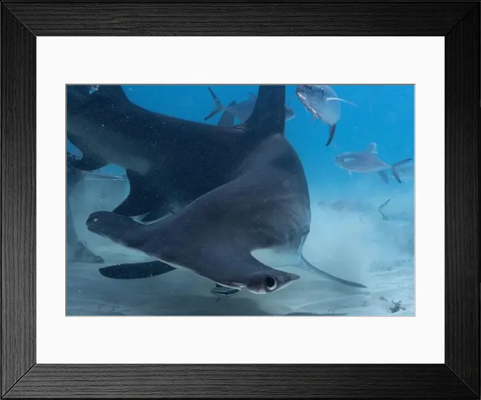 Framed Print : Great hammerhead shark in blue tropical waters Framed Print : Great hammerhead shark in blue tropical waters