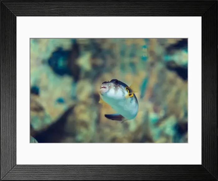 Framed Print : Tropical marine fish in natural habitat. Oceanarium, wildlife, colorful underwater world, aquarium Framed Print : Tropical marine fish in natural habitat. Oceanarium, wildlife, colorful underwater world, aquarium