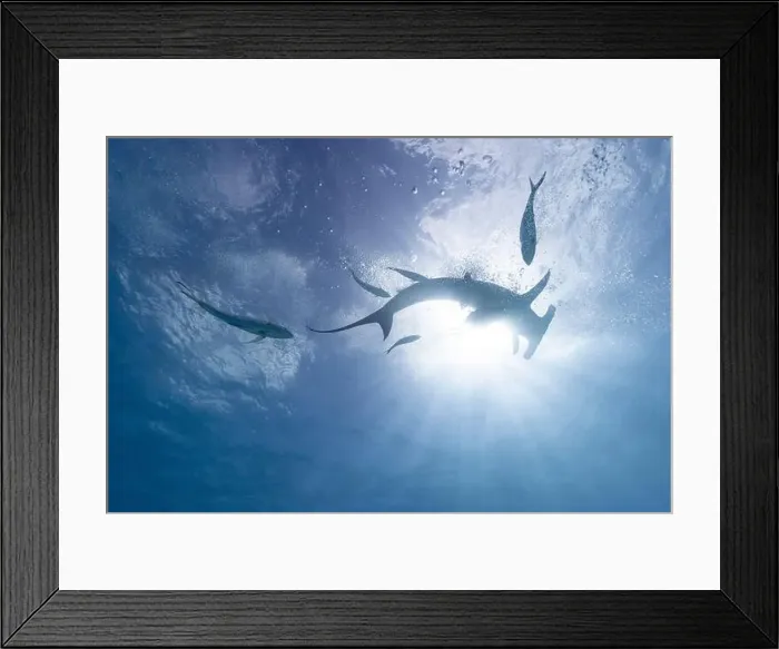 Framed Print : Great hammerhead shark in blue tropical waters Framed Print : Great hammerhead shark in blue tropical waters