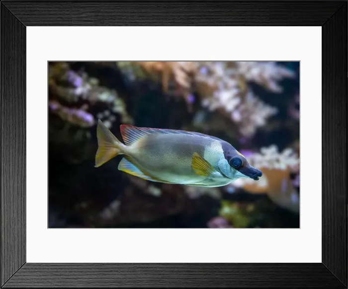 Framed Print : One-spotted fox-face (Siganus unimaculatus) Framed Print : One-spotted fox-face (Siganus unimaculatus)
