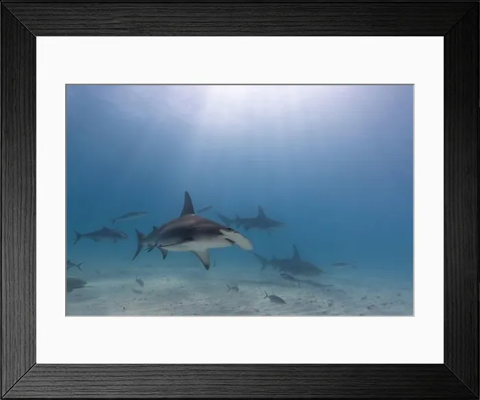 Framed Print : Great hammerhead shark in blue tropical waters Framed Print : Great hammerhead shark in blue tropical waters