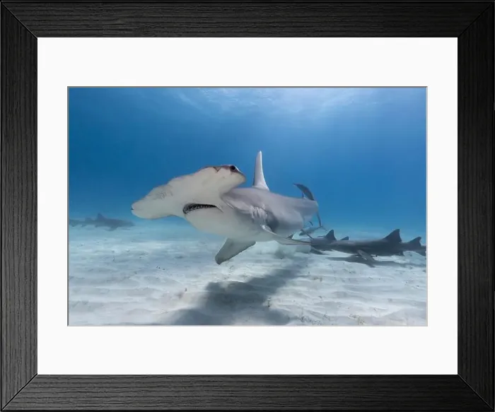 Framed Print : Great hammerhead shark in blue tropical waters Framed Print : Great hammerhead shark in blue tropical waters