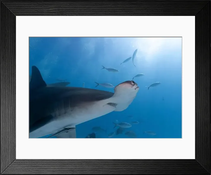 Framed Print : Great hammerhead shark in blue tropical waters Framed Print : Great hammerhead shark in blue tropical waters