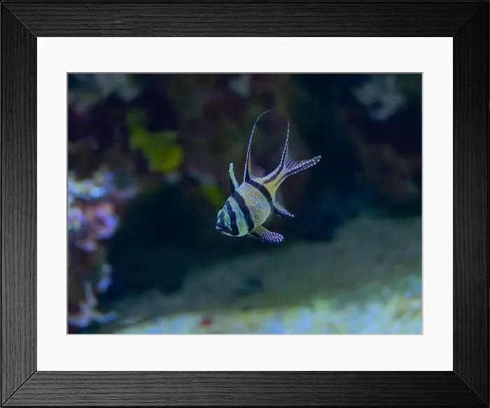 Framed Print : Banggai Cardinalfish Pterapogon kauderni adult Framed Print : Banggai Cardinalfish Pterapogon kauderni adult