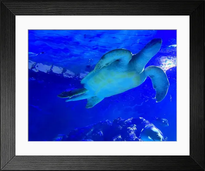 Framed Print : Beautiful turtle swimming in sea, low angle view. Underwater world Framed Print : Beautiful turtle swimming in sea, low angle view. Underwater world