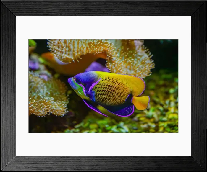 Framed Print : Majestic angelfish or bluegirdled angelfish pomacanthus navarchus Framed Print : Majestic angelfish or bluegirdled angelfish pomacanthus navarchus