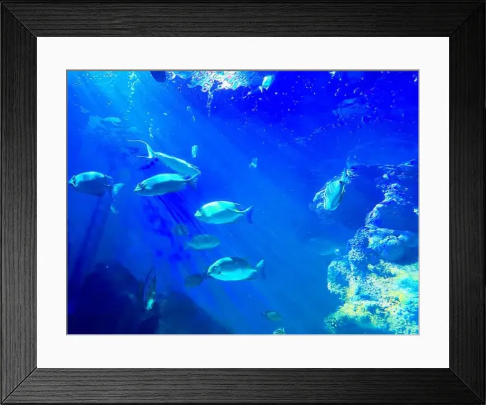 Framed Print : Different fishes swimming in sea, low angle view. Underwater world Framed Print : Different fishes swimming in sea, low angle view. Underwater world
