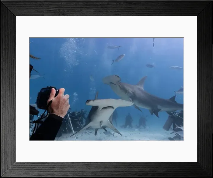 Framed Print : Great hammerhead shark and divers in blue tropical waters