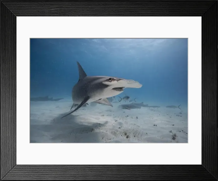 Framed Print : Great hammerhead shark in blue tropical waters Framed Print : Great hammerhead shark in blue tropical waters