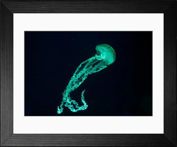 Framed Print : Jellifish South american sea nettle Framed Print : Jellifish South american sea nettle