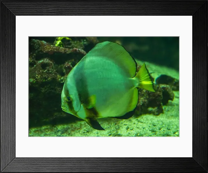 Framed Print : teira batfish or longfin batfish (Platax teira) Framed Print : teira batfish or longfin batfish (Platax teira)