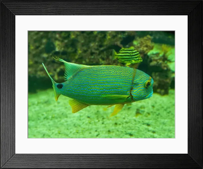 Framed Print : Blue-lined seabream or sailfin snapper (Symphorichthys spilurus) Framed Print : Blue-lined seabream or sailfin snapper (Symphorichthys spilurus)