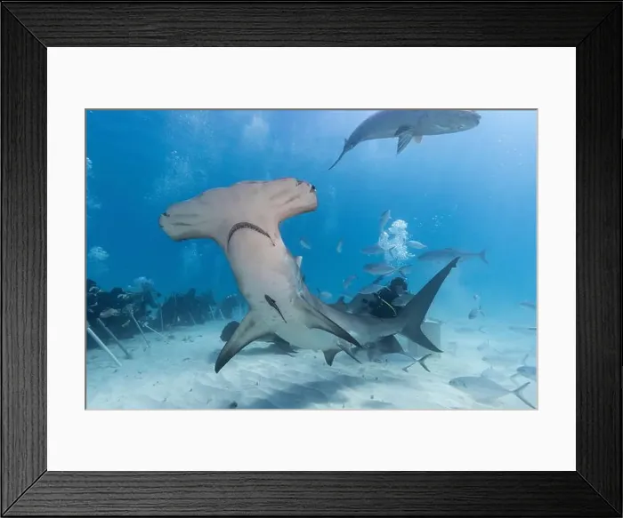 Framed Print : Great hammerhead shark and divers in blue tropical waters
