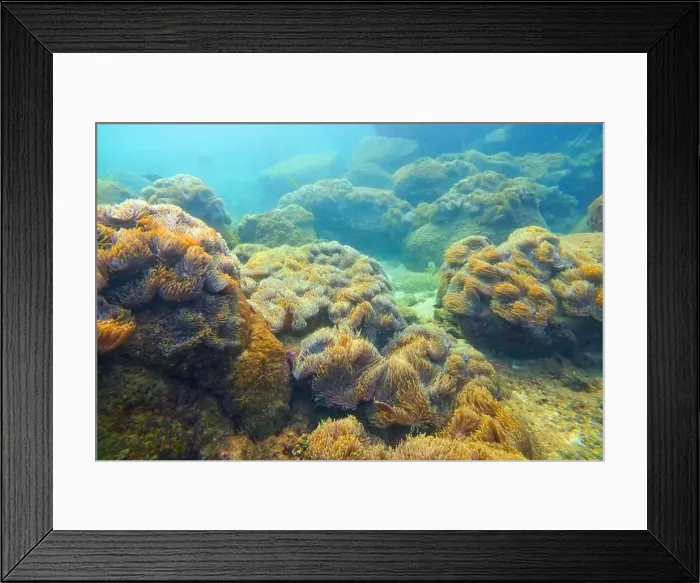 Framed Print : Sea anemone tentacles colony settlements in their natural habitat warm tropical waters on rocks corals reef Framed Print : Sea anemone tentacles colony settlements in their natural habitat warm tropical waters on rocks corals reef