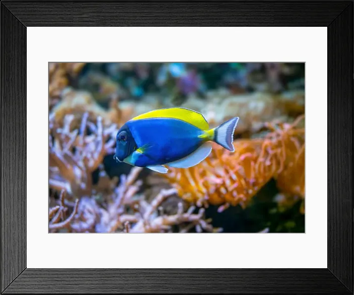 Framed Print : Powderblue surgeonfish, Acanthurus leucosternon / Weißkehl-Doktorfisch Framed Print : Powderblue surgeonfish, Acanthurus leucosternon / Weißkehl-Doktorfisch