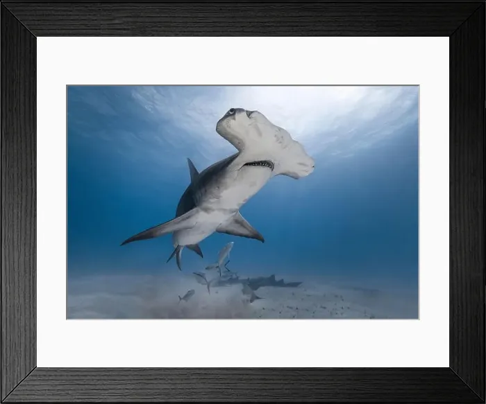 Framed Print : Great hammerhead shark in blue tropical waters Framed Print : Great hammerhead shark in blue tropical waters