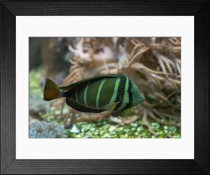 Framed Print : Desjardin´s Sailfin Tang Zebrasoma desjardinii, swimming Framed Print : Desjardin´s Sailfin Tang Zebrasoma desjardinii, swimming