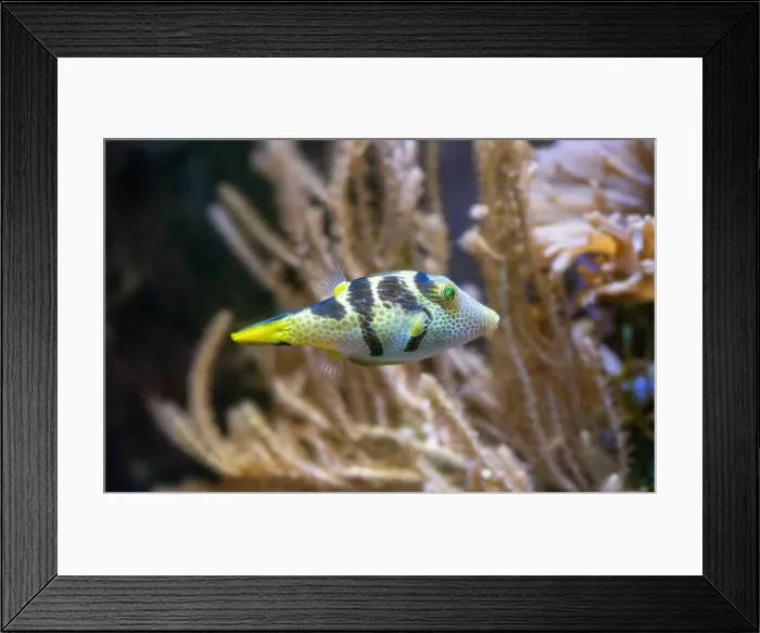 Framed Print : Valentinni´s Sharpnose Puffer (Canthigaster valentini, Sattel-Spitzkopfkugelfisch)