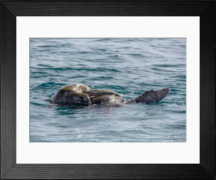 Framed Print : Couple of Green Sea Turtle Mating in Pacific Ocean, baja california sur, mexico Framed Print : Couple of Green Sea Turtle Mating in Pacific Ocean, baja california sur, mexico