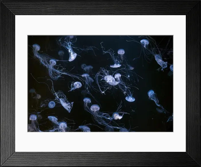 Framed Print : Atlantic sea nettle, Chrysaora quinquecirrha