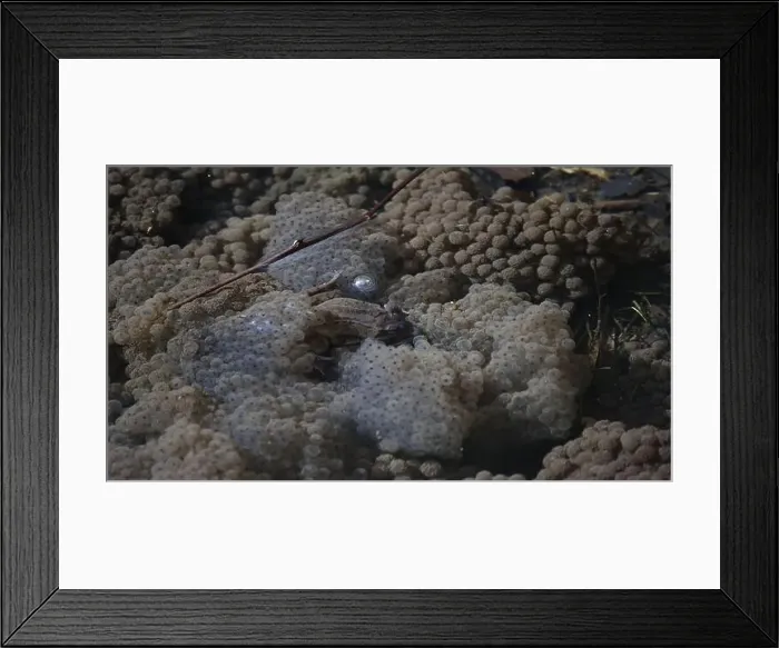 Framed Print : Frogs breeding and spawning in a pond Framed Print : Frogs breeding and spawning in a pond